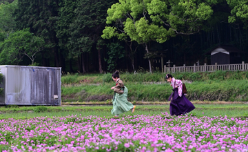 倉敷物語はちまんロケ地紹介_木見の大楠